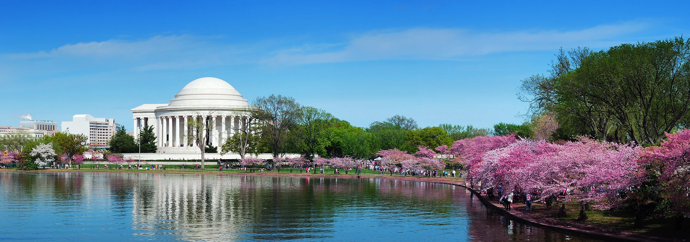 Wide view of the Tidal Basin in Washington, D.C., with the white-domed Jefferson Memorial centered in the background, cherry blossom trees in peak bloom lining the water’s edge, and reflections of the monument and pink flowers on the calm water under a cl